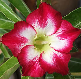 (image for) Adenium Seeds \'Extreme\' 5 Seeds
